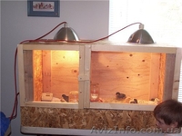 Изготовление клеток для перепелов - <ro>Изображение</ro><ru>Изображение</ru> #2, <ru>Объявление</ru> #962646