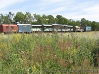 маточное молочко, перга, настойка восковой моли, трутневое молочко - <ro>Изображение</ro><ru>Изображение</ru> #2, <ru>Объявление</ru> #1073051