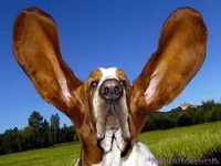 Бассет Хаунд продам щенков - <ro>Изображение</ro><ru>Изображение</ru> #2, <ru>Объявление</ru> #1073578