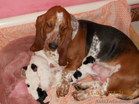 Бассет Хаунд продам щенков - <ro>Изображение</ro><ru>Изображение</ru> #7, <ru>Объявление</ru> #1073578