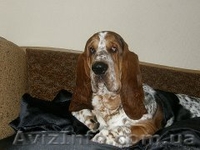 Бассет Хаунд продам щенков - <ro>Изображение</ro><ru>Изображение</ru> #5, <ru>Объявление</ru> #1073578