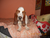 Бассет Хаунд продам щенков - <ro>Изображение</ro><ru>Изображение</ru> #9, <ru>Объявление</ru> #1073578
