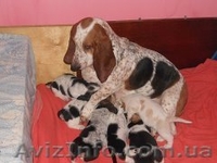Бассет Хаунд продам щенков - <ro>Изображение</ro><ru>Изображение</ru> #8, <ru>Объявление</ru> #1073578