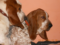 Бассет Хаунд продам щенков - <ro>Изображение</ro><ru>Изображение</ru> #6, <ru>Объявление</ru> #1073578