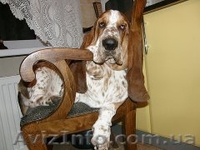 Бассет Хаунд продам щенков - <ro>Изображение</ro><ru>Изображение</ru> #4, <ru>Объявление</ru> #1073578