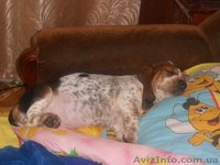 Бассет Хаунд продам щенков - <ro>Изображение</ro><ru>Изображение</ru> #1, <ru>Объявление</ru> #1073578