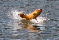 тарань окунь плотва лещ - <ro>Изображение</ro><ru>Изображение</ru> #5, <ru>Объявление</ru> #1086078