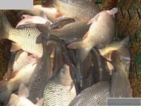 тарань окунь плотва лещ - <ro>Изображение</ro><ru>Изображение</ru> #4, <ru>Объявление</ru> #1086078