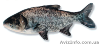 тарань окунь плотва лещ - <ro>Изображение</ro><ru>Изображение</ru> #8, <ru>Объявление</ru> #1086078