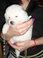 АКИТА-ИНУ щенки - <ro>Изображение</ro><ru>Изображение</ru> #4, <ru>Объявление</ru> #1135328