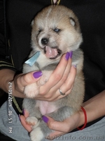 АКИТА-ИНУ щенки - <ro>Изображение</ro><ru>Изображение</ru> #1, <ru>Объявление</ru> #1135328