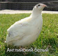 Мы реализуем инкубационные яйца перепела породы  Английский белый  - <ro>Изображение</ro><ru>Изображение</ru> #1, <ru>Объявление</ru> #1255422