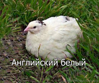 Мы реализуем инкубационные яйца перепела породы  Английский белый  - <ro>Изображение</ro><ru>Изображение</ru> #2, <ru>Объявление</ru> #1255422