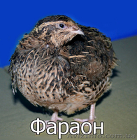 Мы реализуем  инкубационные яйца  перепела породы Фараон  - <ro>Изображение</ro><ru>Изображение</ru> #2, <ru>Объявление</ru> #1255417