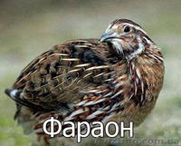 Мы реализуем  инкубационные яйца  перепела породы Фараон  - <ro>Изображение</ro><ru>Изображение</ru> #1, <ru>Объявление</ru> #1255417