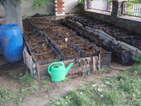 черви калифорнийские (маточное поголовье) - <ro>Изображение</ro><ru>Изображение</ru> #2, <ru>Объявление</ru> #1219613