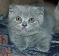 Продаются  вислоухие котята - <ro>Изображение</ro><ru>Изображение</ru> #4, <ru>Объявление</ru> #1279659