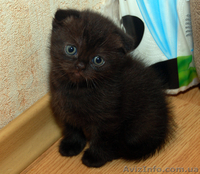 Продаются  вислоухие котята - <ro>Изображение</ro><ru>Изображение</ru> #2, <ru>Объявление</ru> #1279659