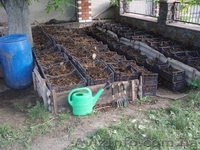  Компания  БИОПЛЮС продает недорого  маточное поголовье  червя - <ro>Изображение</ro><ru>Изображение</ru> #1, <ru>Объявление</ru> #1291393