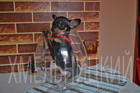 Вам собачку Той-Терьер -? ( супер- пупер -мега- звер?) - <ro>Изображение</ro><ru>Изображение</ru> #2, <ru>Объявление</ru> #483233