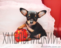 Вам собачку Той-Терьер -? ( супер- пупер -мега- звер?) - <ro>Изображение</ro><ru>Изображение</ru> #1, <ru>Объявление</ru> #483233