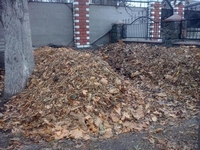 Продажа маточного поголовья технологических червей для биогумуса и для рыбалки - <ro>Изображение</ro><ru>Изображение</ru> #1, <ru>Объявление</ru> #1314138