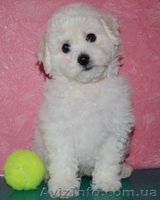 Продаю чистопородных щенков Бишон-Фризе.  - <ro>Изображение</ro><ru>Изображение</ru> #4, <ru>Объявление</ru> #1349976