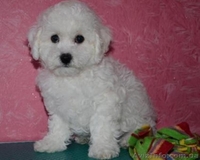 Продаю чистопородных щенков Бишон-Фризе.  - <ro>Изображение</ro><ru>Изображение</ru> #5, <ru>Объявление</ru> #1349976