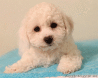Продаю чистопородных щенков Бишон-Фризе.  - <ro>Изображение</ro><ru>Изображение</ru> #2, <ru>Объявление</ru> #1349976