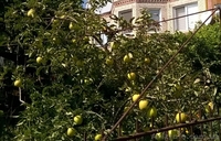 Обрезка сада, виноградника, уход, посадка, консультации - <ro>Изображение</ro><ru>Изображение</ru> #2, <ru>Объявление</ru> #1533095