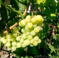 Обрезка сада, виноградника, уход, посадка, консультации - <ro>Изображение</ro><ru>Изображение</ru> #1, <ru>Объявление</ru> #1533095