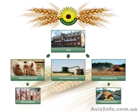 Инвестиции в Инфо-риэлтор-й бизнес Аграрного рынка Украины - <ro>Изображение</ro><ru>Изображение</ru> #2, <ru>Объявление</ru> #1571897