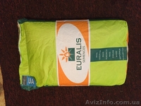 Продам кукурудзу ЕВРАЛІС  ЕС СЕНСОР ФАО 370 - <ro>Изображение</ro><ru>Изображение</ru> #2, <ru>Объявление</ru> #1591857