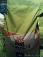 Продам кукурудзу ЕВРАЛІС  ЕС СЕНСОР ФАО 370 - <ro>Изображение</ro><ru>Изображение</ru> #1, <ru>Объявление</ru> #1591857