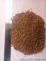 Гречка від виробника ГОСТ  5550-74 - <ro>Изображение</ro><ru>Изображение</ru> #1, <ru>Объявление</ru> #1596963