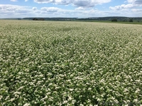 Продам насіння канадської гречки "АРНО", гречка - <ro>Изображение</ro><ru>Изображение</ru> #5, <ru>Объявление</ru> #1613309