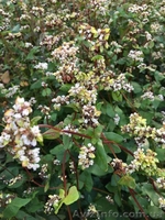 Продам насіння канадської гречки "АРНО", гречка - <ro>Изображение</ro><ru>Изображение</ru> #3, <ru>Объявление</ru> #1613309