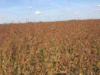 Продам насіння канадської гречки "ГРЕНБІ", гречка - <ro>Изображение</ro><ru>Изображение</ru> #1, <ru>Объявление</ru> #1614161