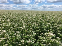 Продам насіння канадської гречки "АРНО", гречка - <ro>Изображение</ro><ru>Изображение</ru> #4, <ru>Объявление</ru> #1613309