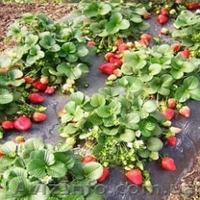 Купить рассаду клубники - <ro>Изображение</ro><ru>Изображение</ru> #3, <ru>Объявление</ru> #1633455