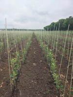 Опоры, колышки из композитных материалов POLYARM для растений от производителя  - <ro>Изображение</ro><ru>Изображение</ru> #2, <ru>Объявление</ru> #1709887