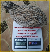 Инкубационные яйца перепела Феникс Золотистый - (селекция Франции). - <ro>Изображение</ro><ru>Изображение</ru> #1, <ru>Объявление</ru> #1711191