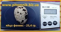 Инкубационные яйца перепела Феникс Золотистый - (селекция Франции). - <ro>Изображение</ro><ru>Изображение</ru> #4, <ru>Объявление</ru> #1711191