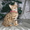 Бенальские котята (лучший подарок к Новому году) #129277