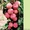 Саженцы колоновидных плодовых деревьев - <ro>Изображение</ro><ru>Изображение</ru> #4, <ru>Объявление</ru> #162867