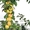 Саженцы колоновидных плодовых деревьев - <ro>Изображение</ro><ru>Изображение</ru> #1, <ru>Объявление</ru> #162867