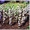 Саженцы колоновидных плодовых деревьев - <ro>Изображение</ro><ru>Изображение</ru> #3, <ru>Объявление</ru> #162867