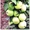 Саженцы колоновидных плодовых деревьев - <ro>Изображение</ro><ru>Изображение</ru> #5, <ru>Объявление</ru> #162867