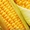Продам оптом посевной материал кукурузы #214932