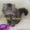 Продаются персидские котики-муркотики из питомника - <ro>Изображение</ro><ru>Изображение</ru> #1, <ru>Объявление</ru> #292226